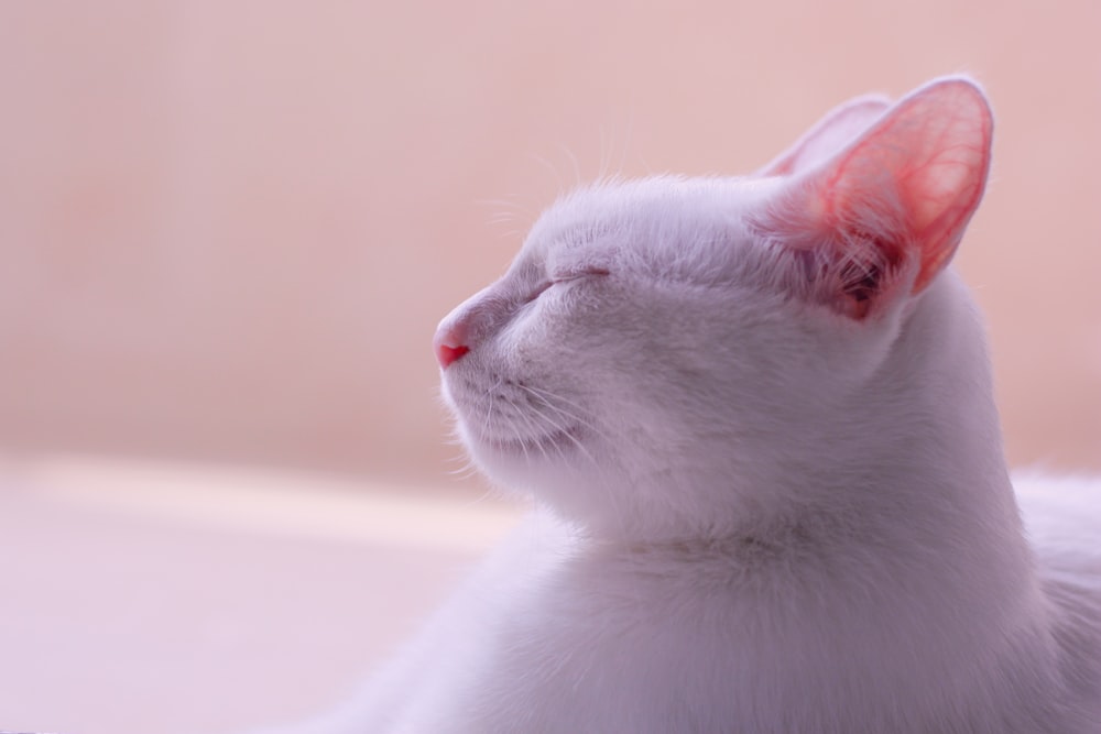 Fotografia de foco raso de gato branco