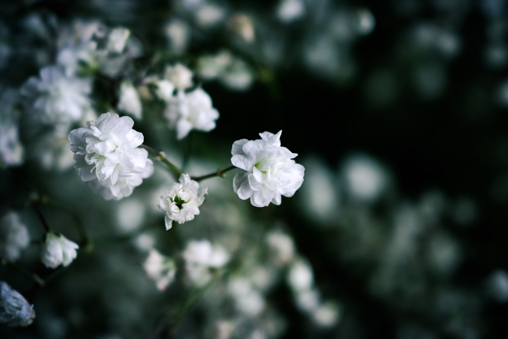 Fotografía de enfoque selectivo de flor de pétalos blancos