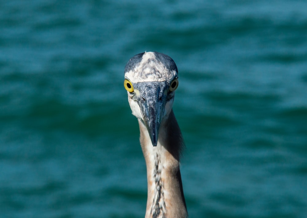 shallow focus photography of bird