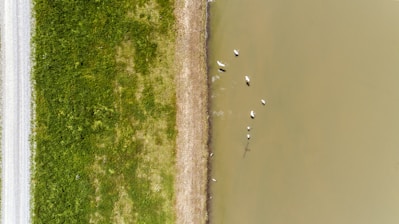 aerial photography of ducks on body of water