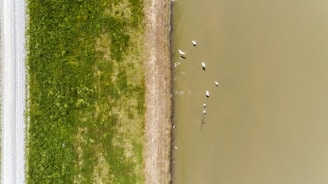 aerial photography of ducks on body of water