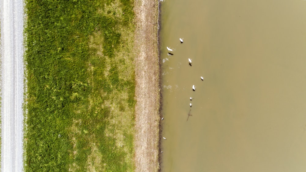 Fotografía aérea de patos en un cuerpo de agua