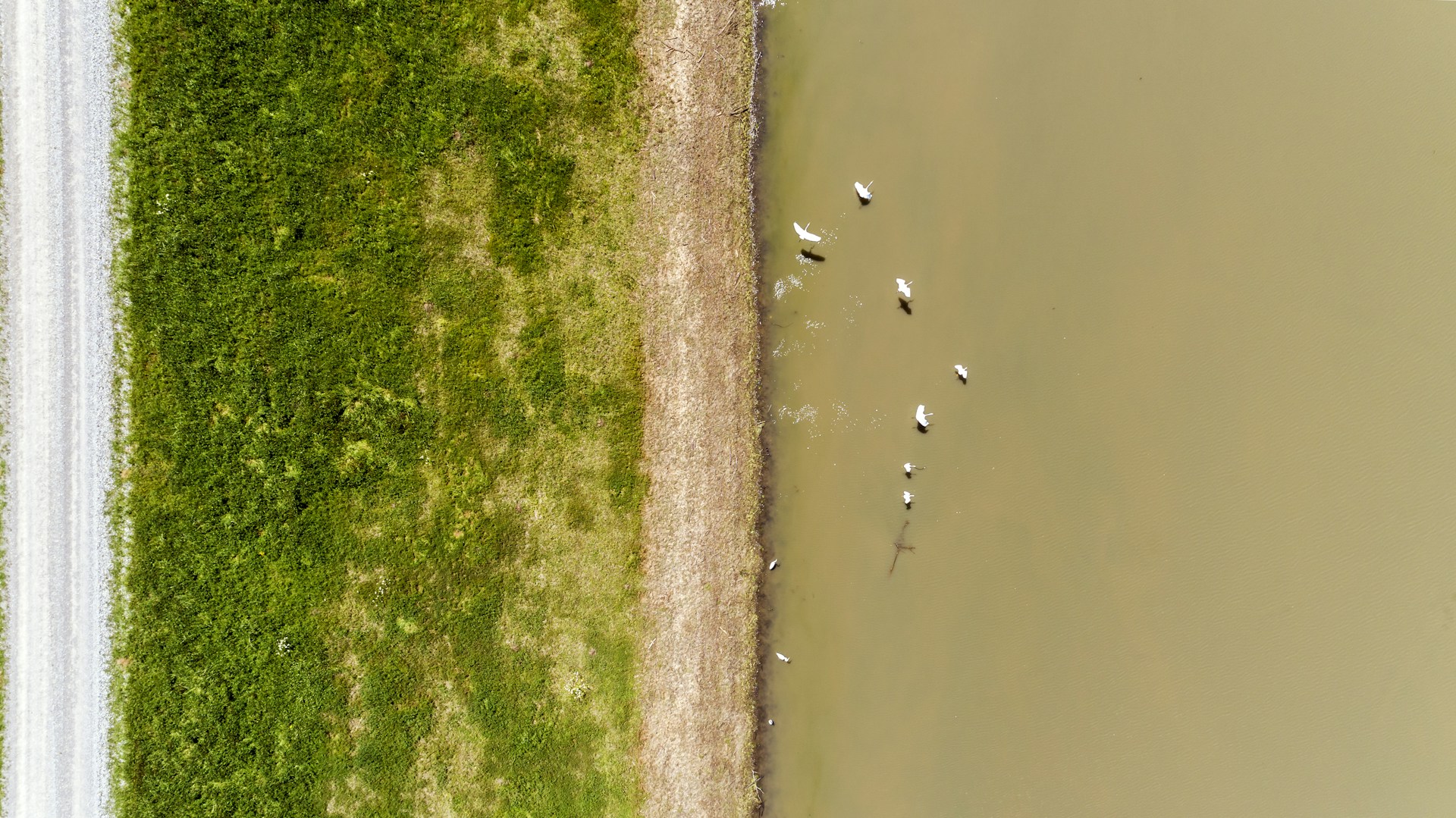 aerial photography of ducks on body of water