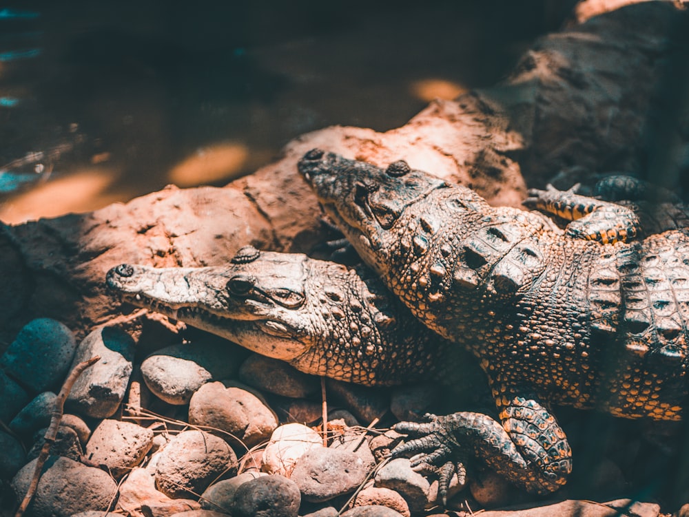 two black-and-gray crocodiles