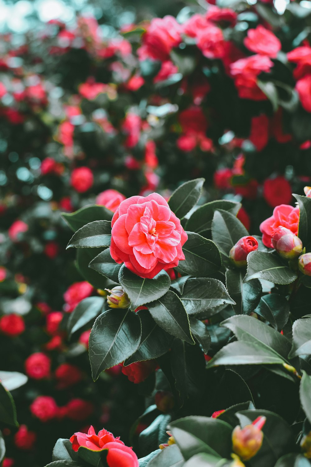 tilt shift photo red petaled flower