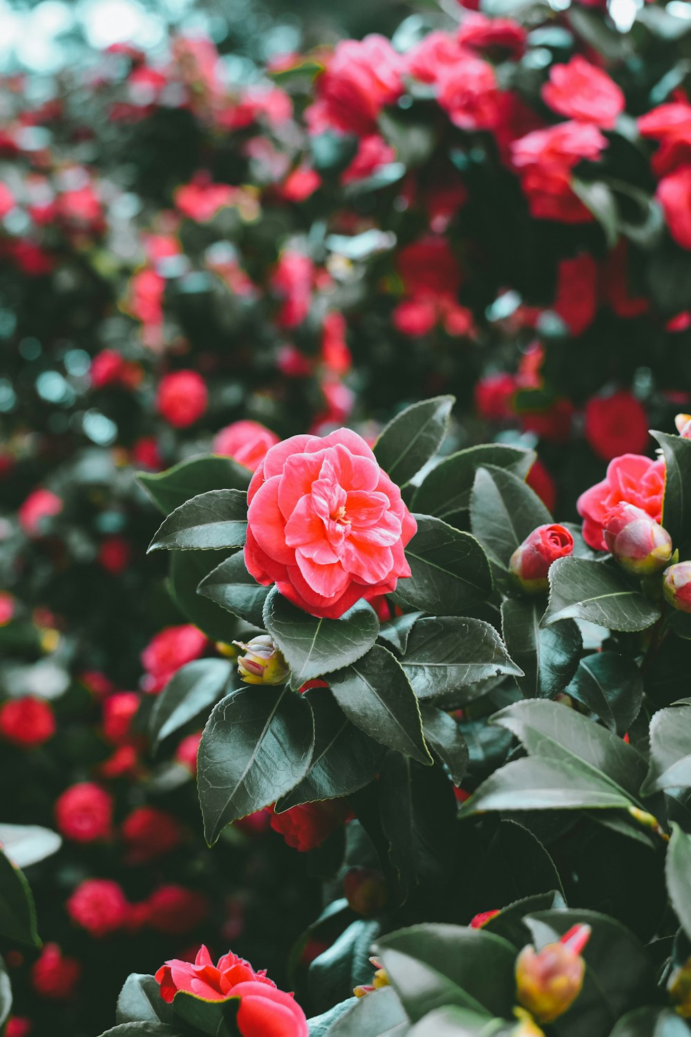 チルトシフト写真赤い花びらの花