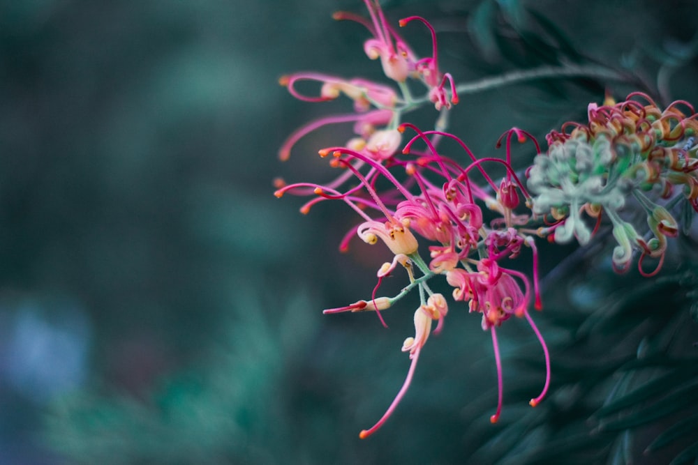 selective photography of pink petaled flowers