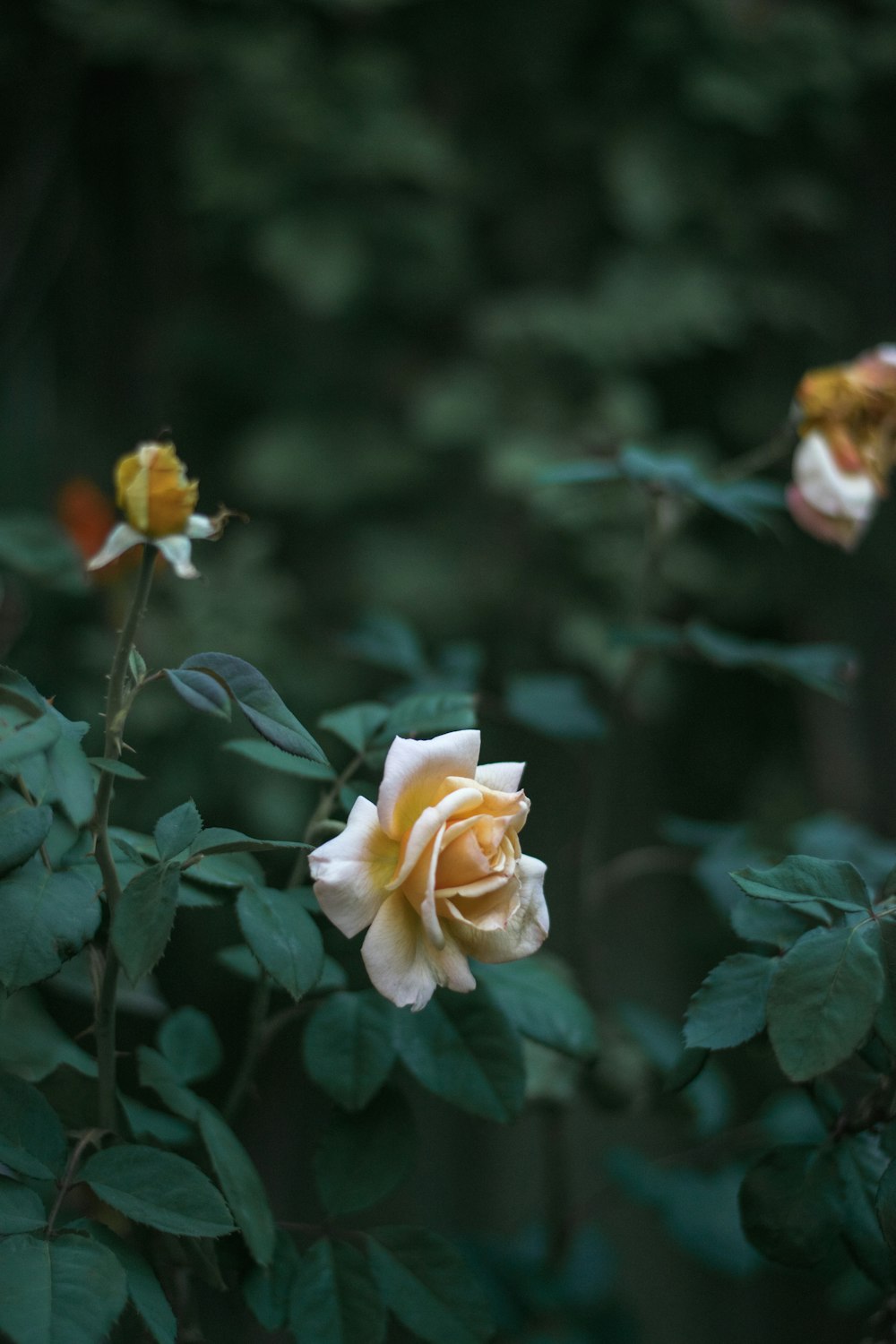 茶色のバラの花の接写