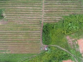 Aerial view of agricultural land with neat, parallel rows of crops. Adjacent to the fields is an area of dense green foliage, possibly a forest or thick vegetation. A dirt road bisects the image, leading to a small structure, possibly a building or shed.