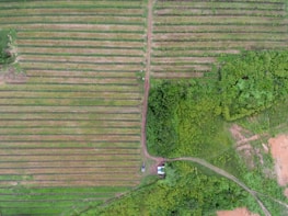 Aerial view of agricultural land with neat, parallel rows of crops. Adjacent to the fields is an area of dense green foliage, possibly a forest or thick vegetation. A dirt road bisects the image, leading to a small structure, possibly a building or shed.