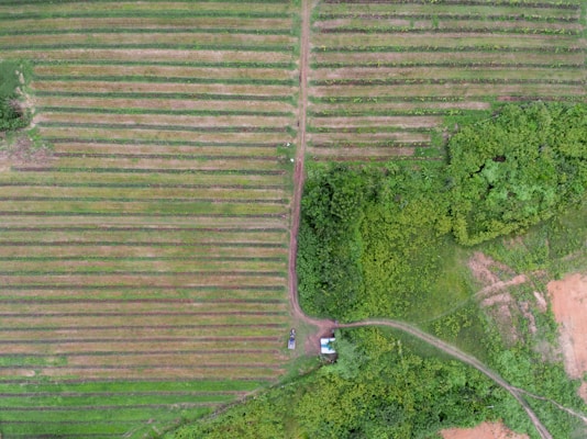 Aerial view of agricultural land with neat, parallel rows of crops. Adjacent to the fields is an area of dense green foliage, possibly a forest or thick vegetation. A dirt road bisects the image, leading to a small structure, possibly a building or shed.
