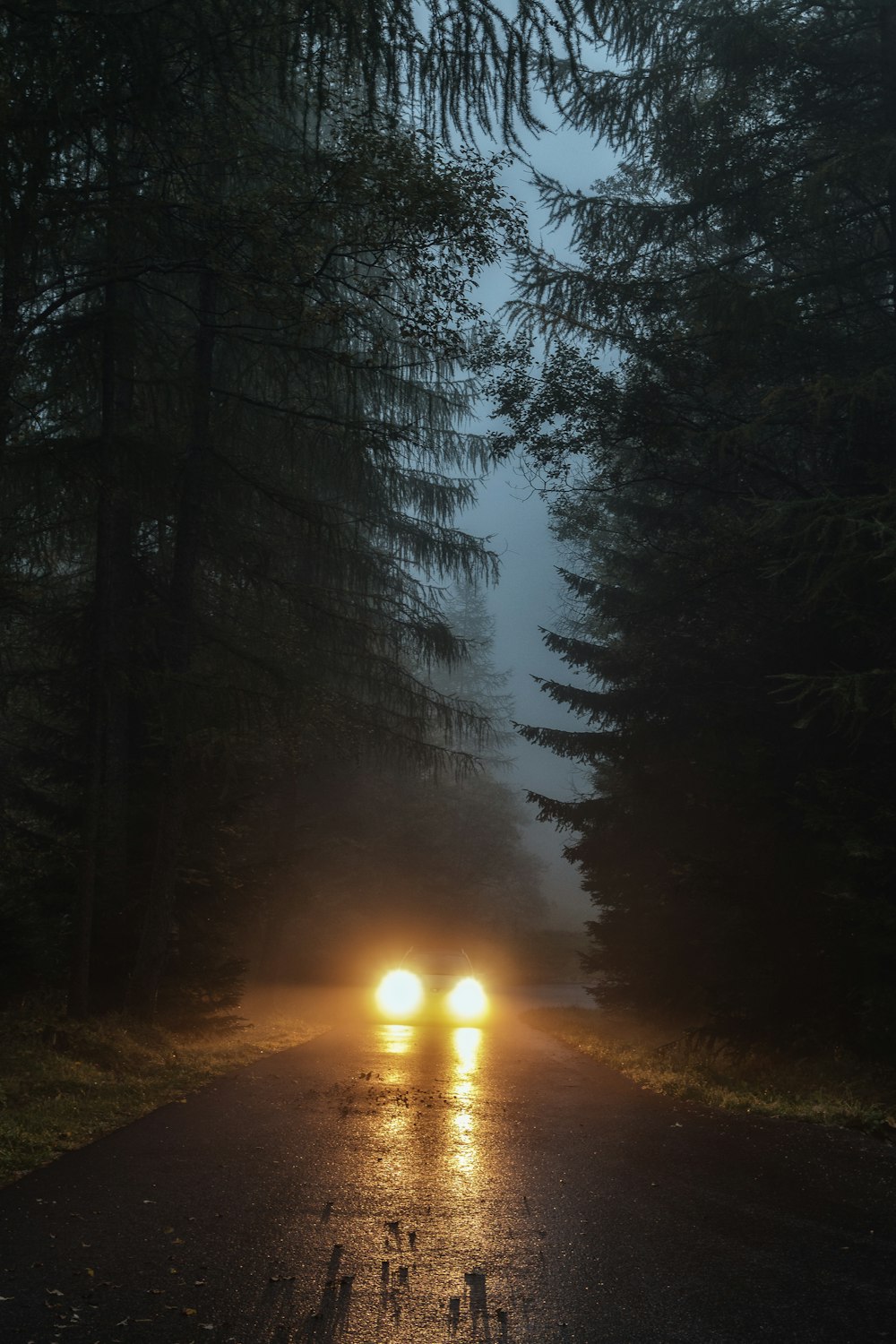 夜間の霧の森を走行する車