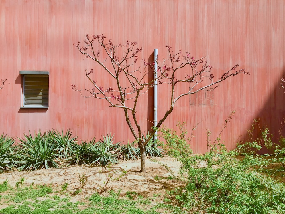 Plantes à feuilles vertes devant un mur de béton rouge