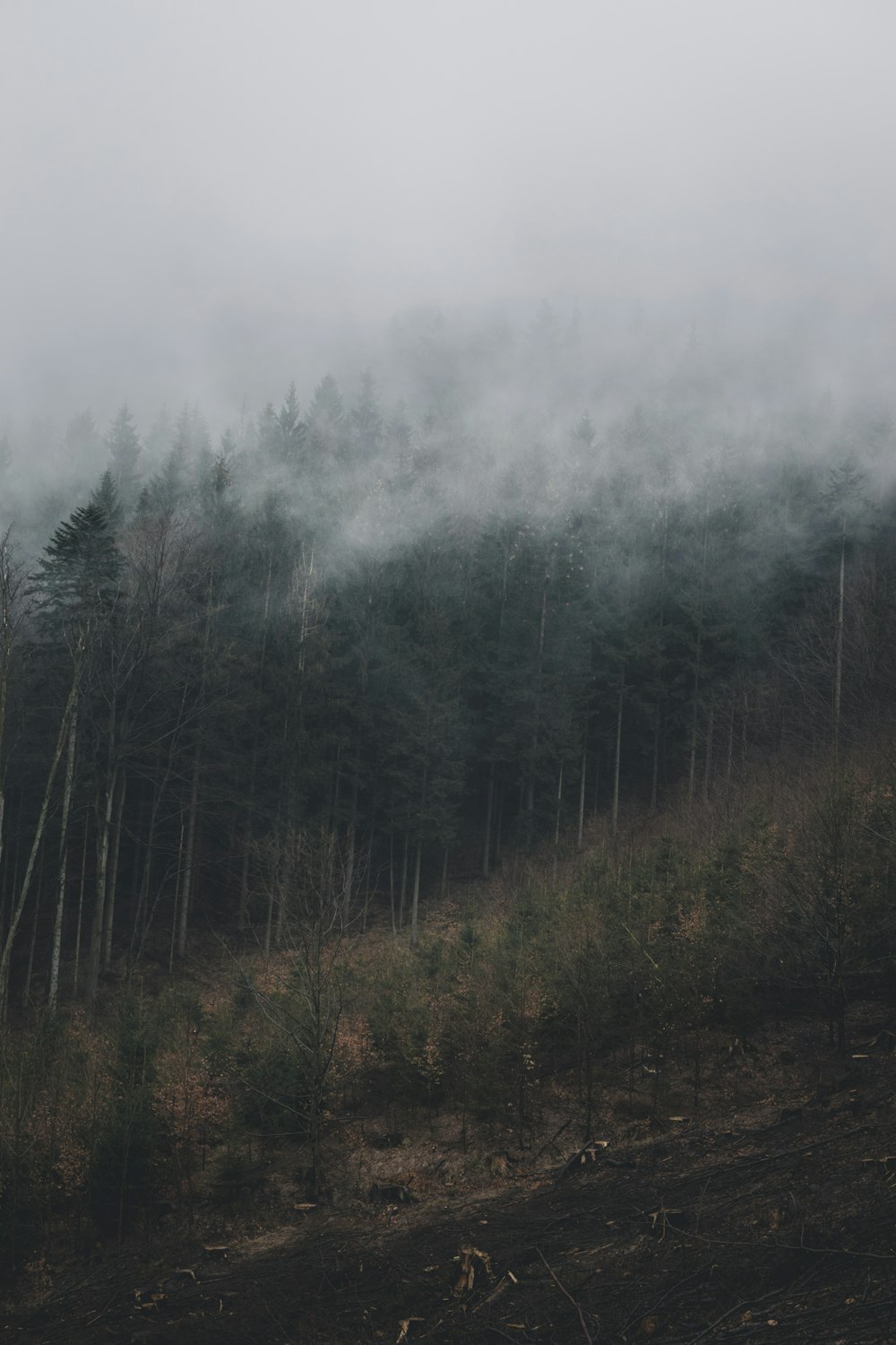 pine trees covered with fog