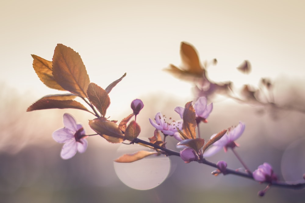 shallow focus photo of purple flowers