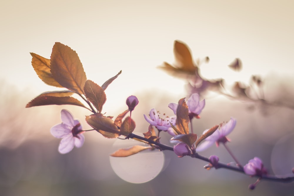 Photo de mise au point peu profonde de fleurs violettes