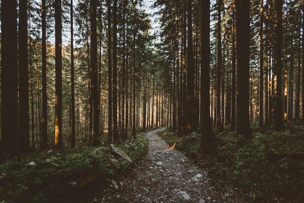 landscape photo of trees