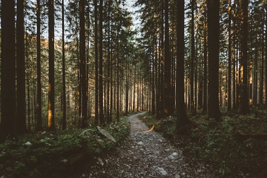 photo of Zakopane Forest near Trzy Korony