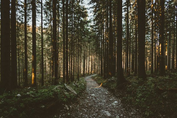 Landscape photo of trees — Zakopane, Poland