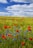 red flowers under the blue sky