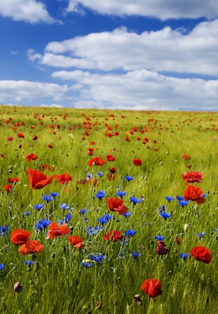 landscape photography,how to photograph summer field with grain and flowering red poppies; red flowers under the blue sky