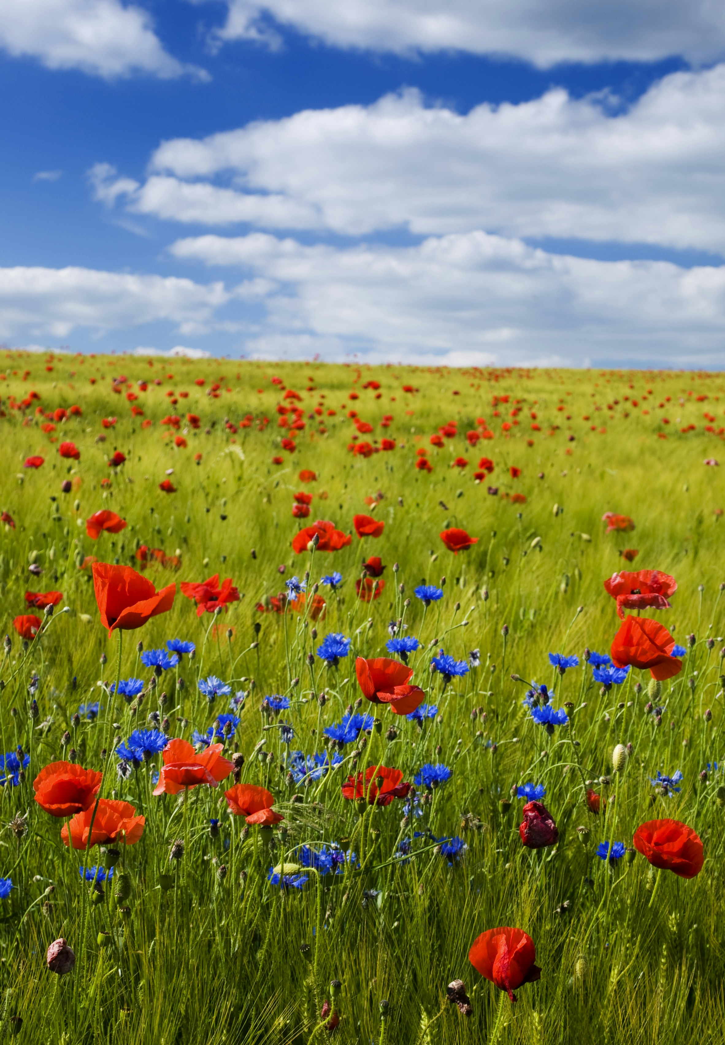 great photo recipe,how to photograph summer field with grain and flowering red poppies; red flowers under the blue sky