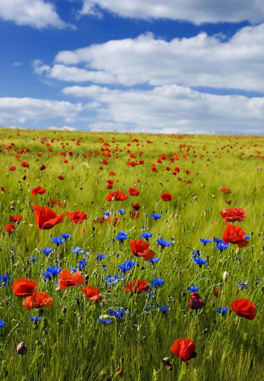 fleurs rouges sous le ciel bleu