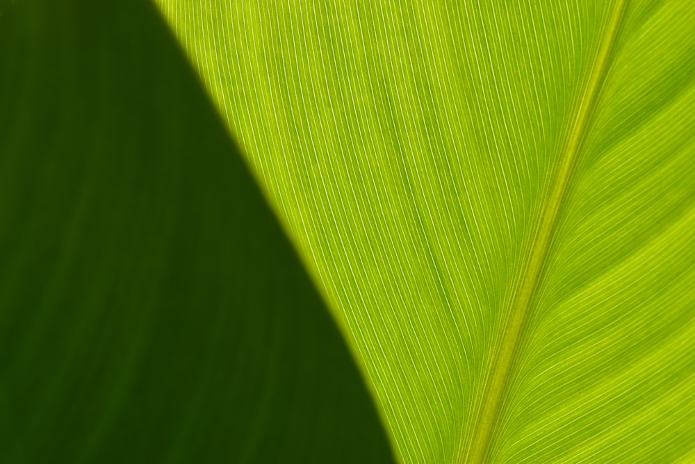 a close up view of a green leaf