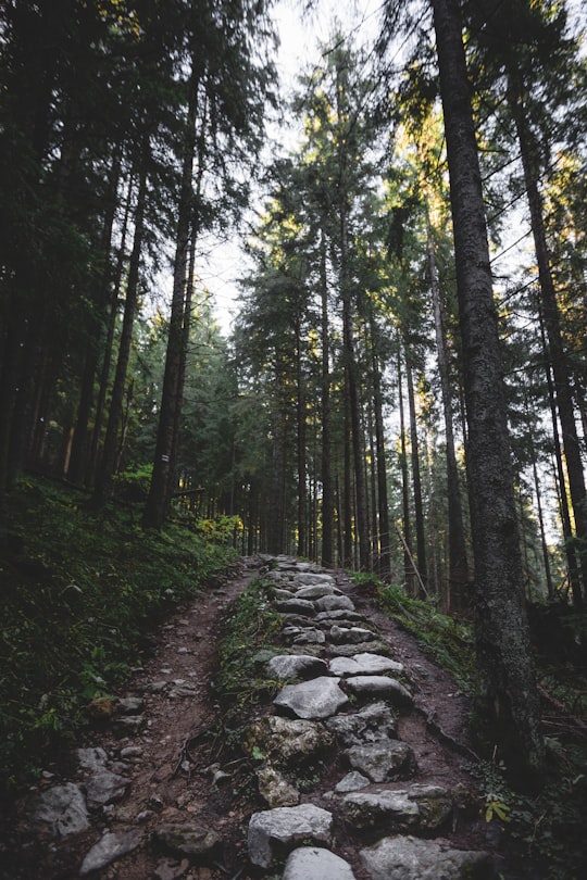 worm's-eye view of forest in Zakopane Poland