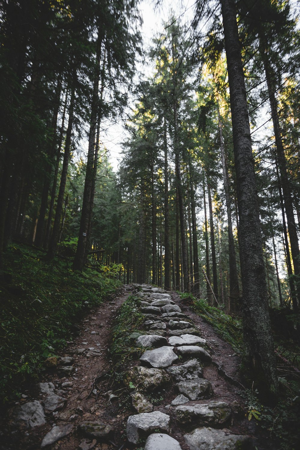 worm's-eye view of forest