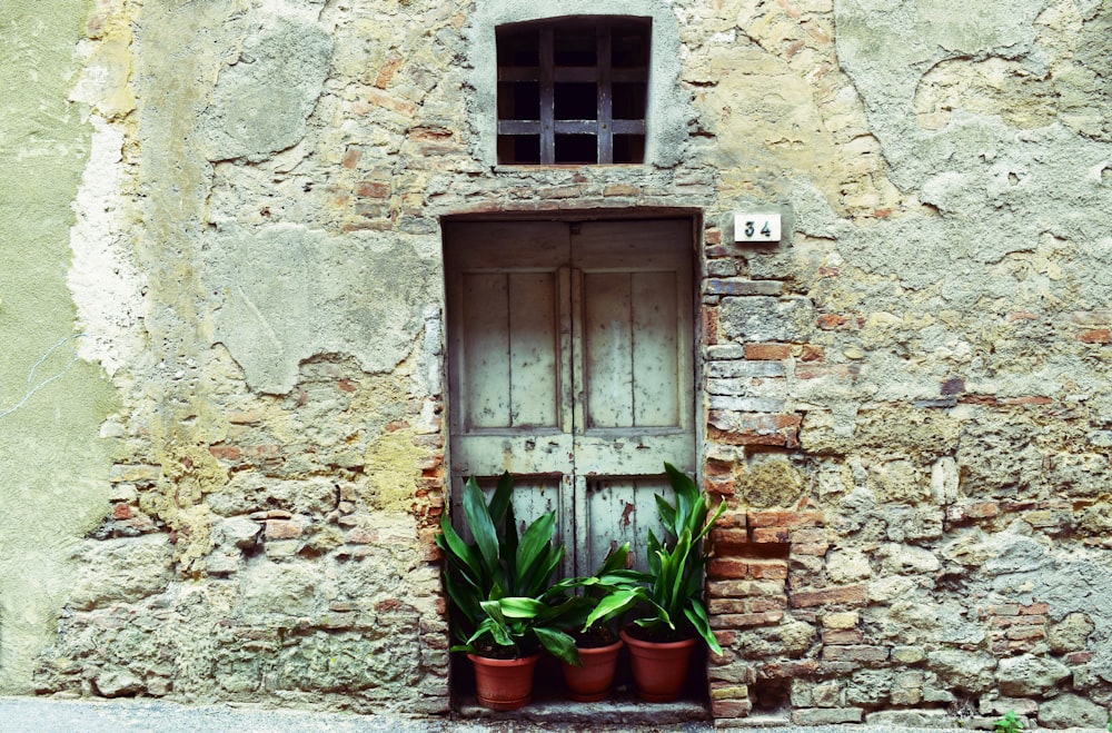 green plants in front of gray wooden door