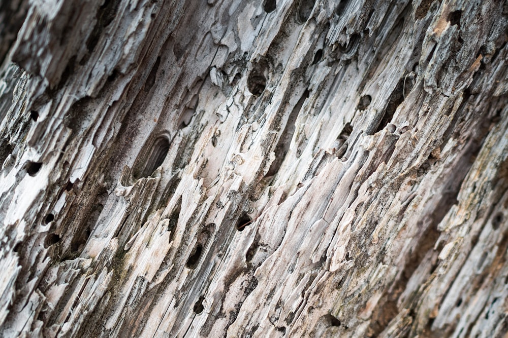 a close up of the bark of a tree