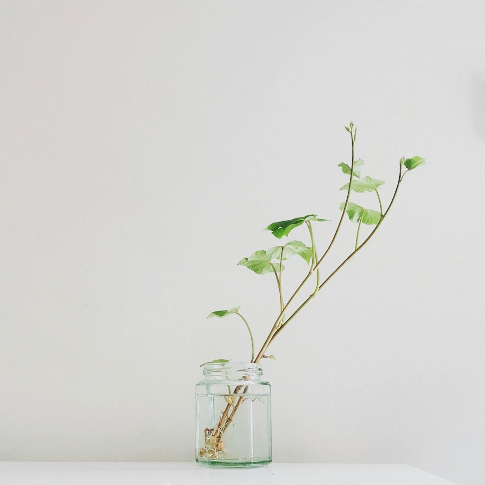 planta de folhas verdes no vaso de vidro