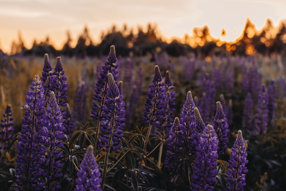 photo of purple petaled flowers