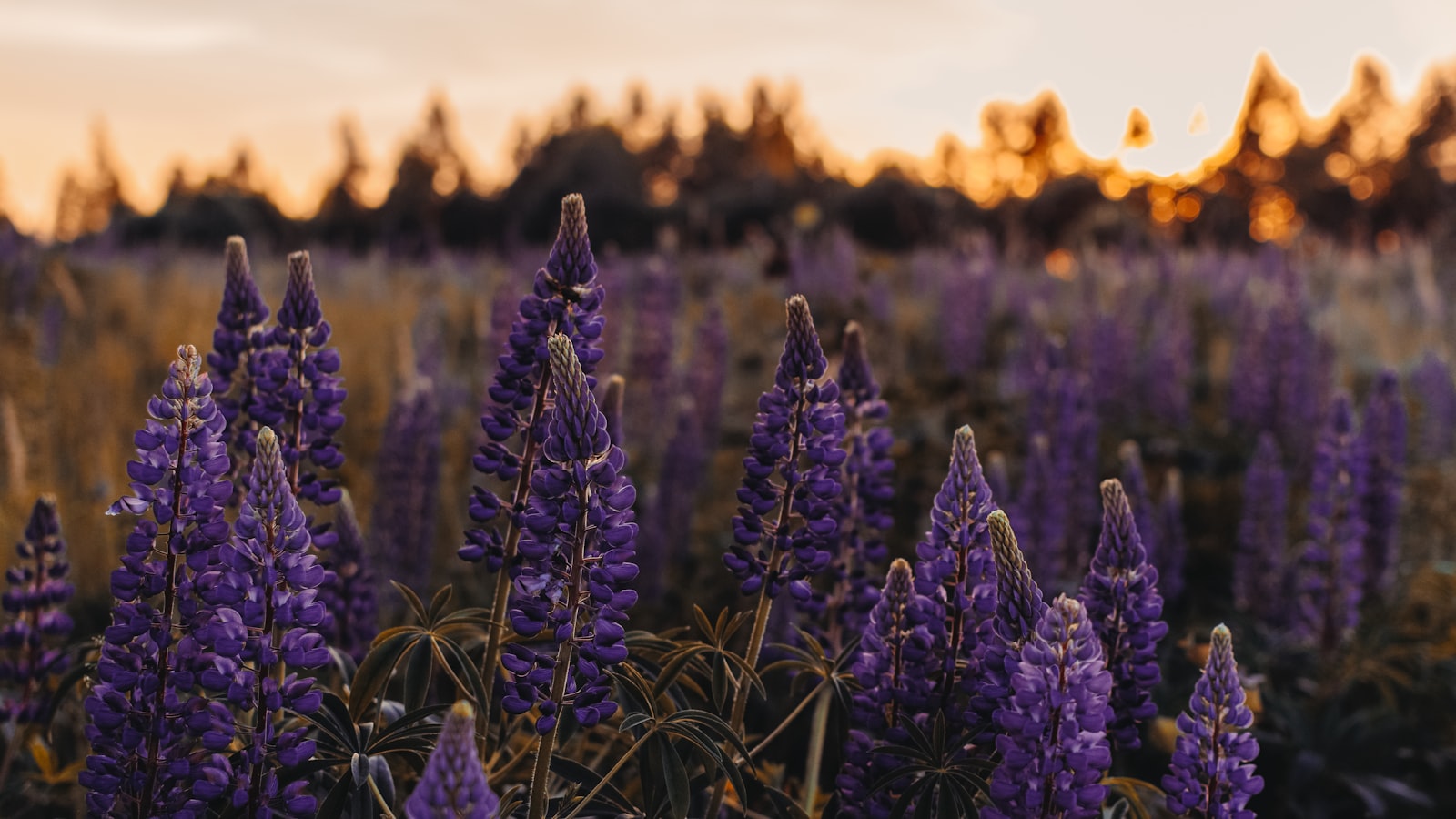 Growing Lavender in Clay Soil: A Hardy and Fragrant Delight
