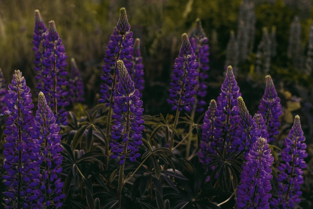 photo of purple petaled flowers