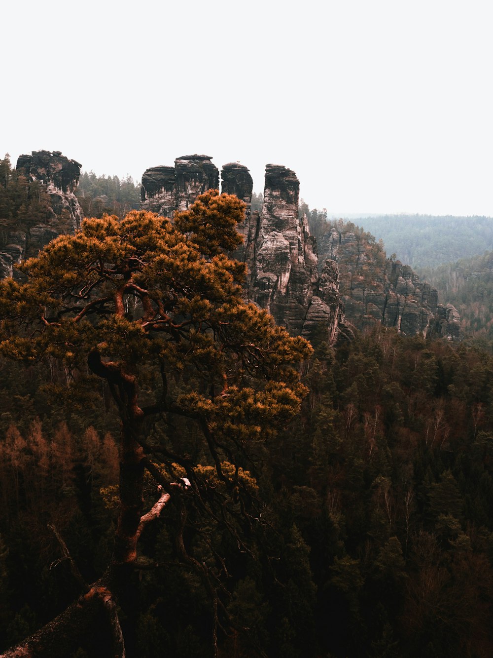 Branche d’arbre couvrant la montagne sur la photo de vue de dessus