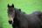 A dark brown horse with a strong and sturdy build stands in a lush green field. Its mane is slightly ruffled, and it gazes directly ahead with a calm, serene expression. The background consists of a blurred expanse of grass, enhancing the focus on the horse.