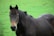 A dark brown horse with a strong and sturdy build stands in a lush green field. Its mane is slightly ruffled, and it gazes directly ahead with a calm, serene expression. The background consists of a blurred expanse of grass, enhancing the focus on the horse.