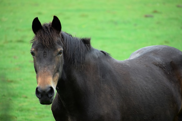 A dark brown horse with a strong and sturdy build stands in a lush green field. Its mane is slightly ruffled, and it gazes directly ahead with a calm, serene expression. The background consists of a blurred expanse of grass, enhancing the focus on the horse.