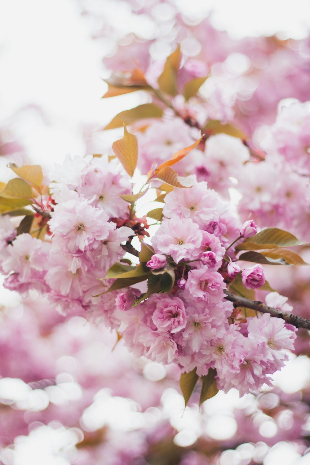 foto de foco raso de flores cor-de-rosa