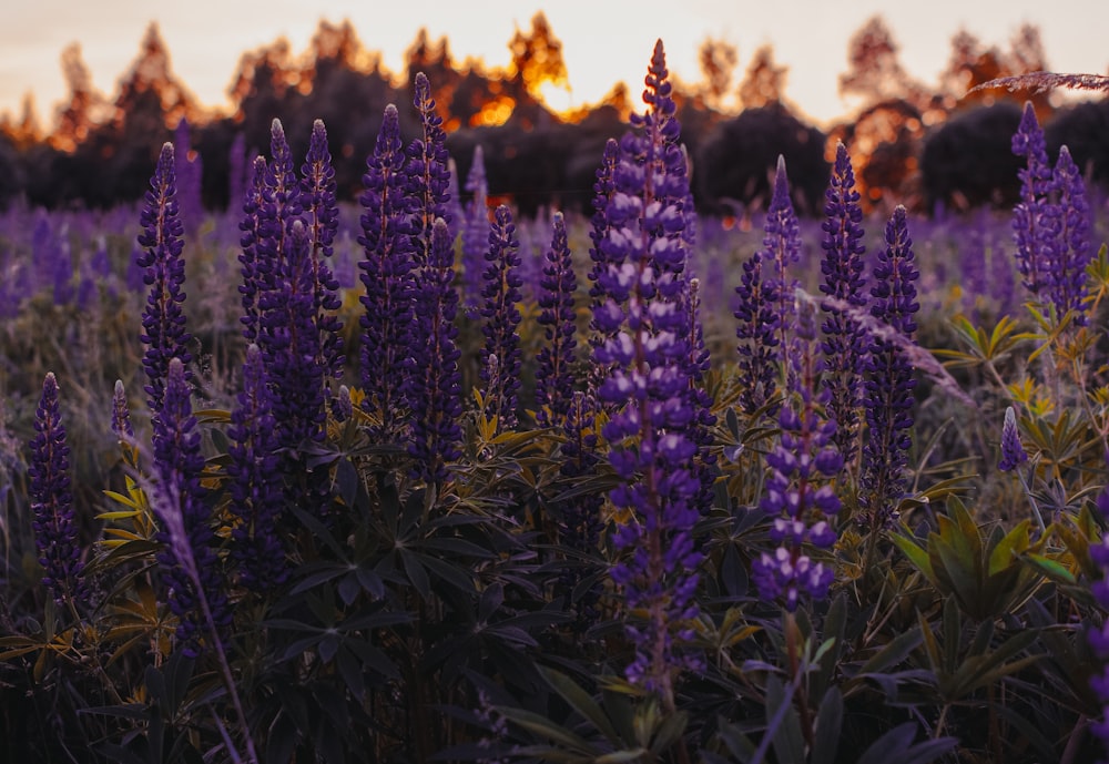 field of lavender