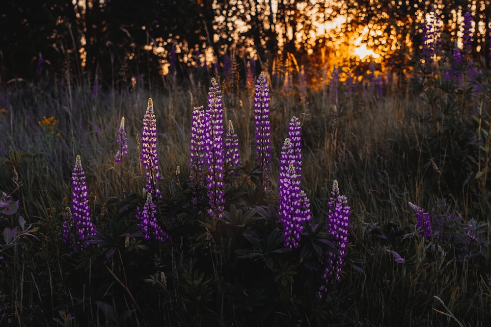 purple petaled flowers