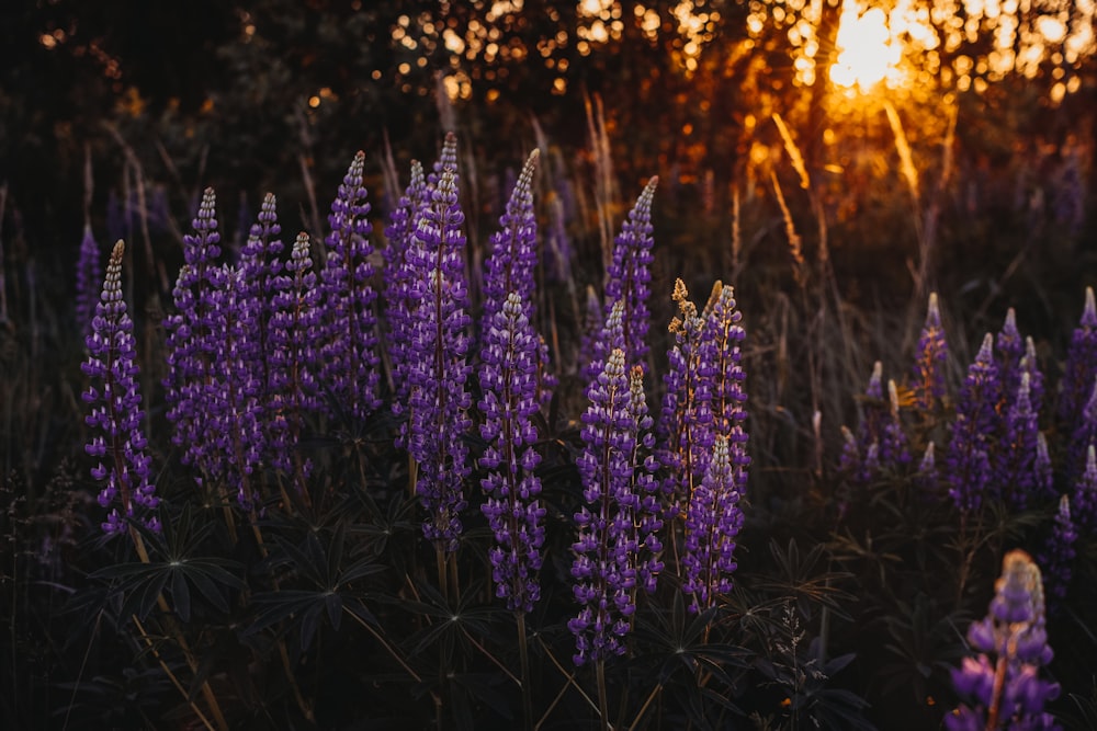 hyacinth near trees