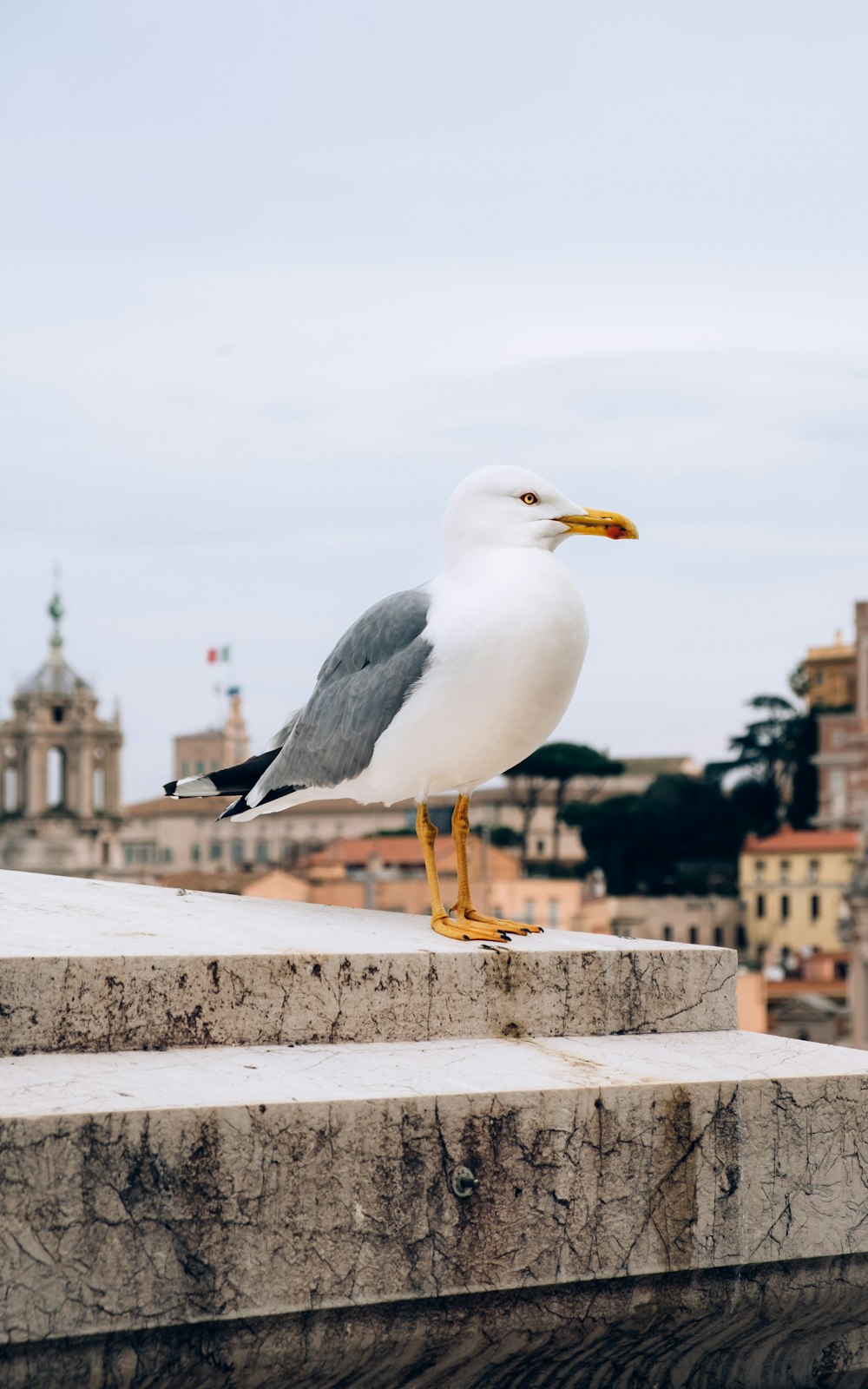 white and grey seagull bird on brown concrete surface