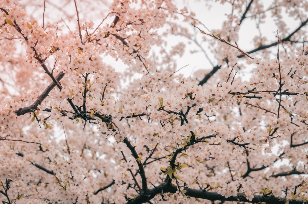 albero di ciliegio in fiore