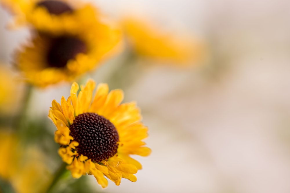 selective focus photography of yellow petaled flower