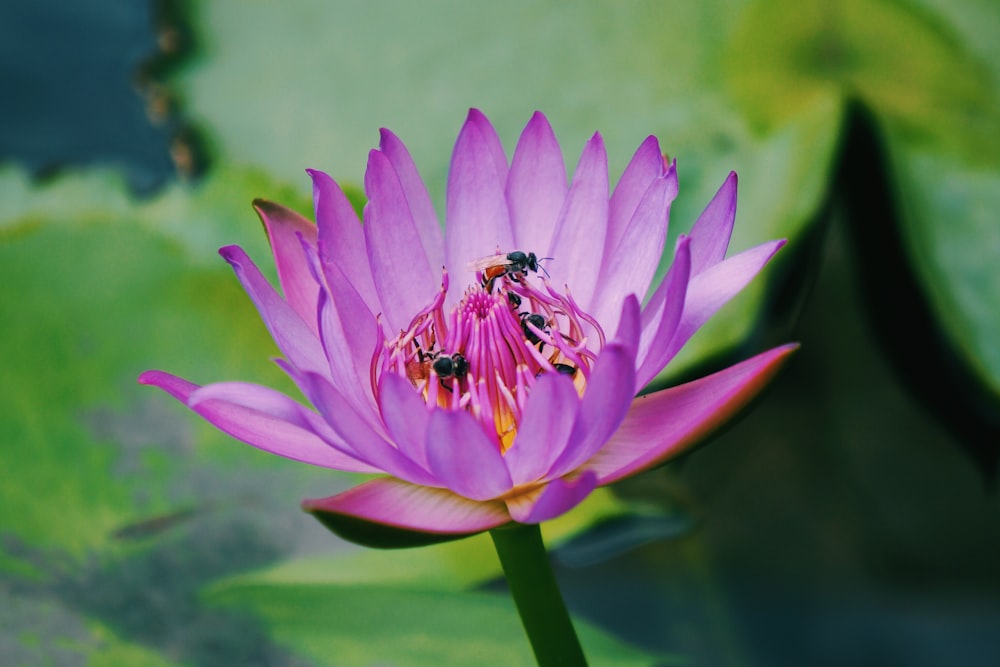 insect on purple flower