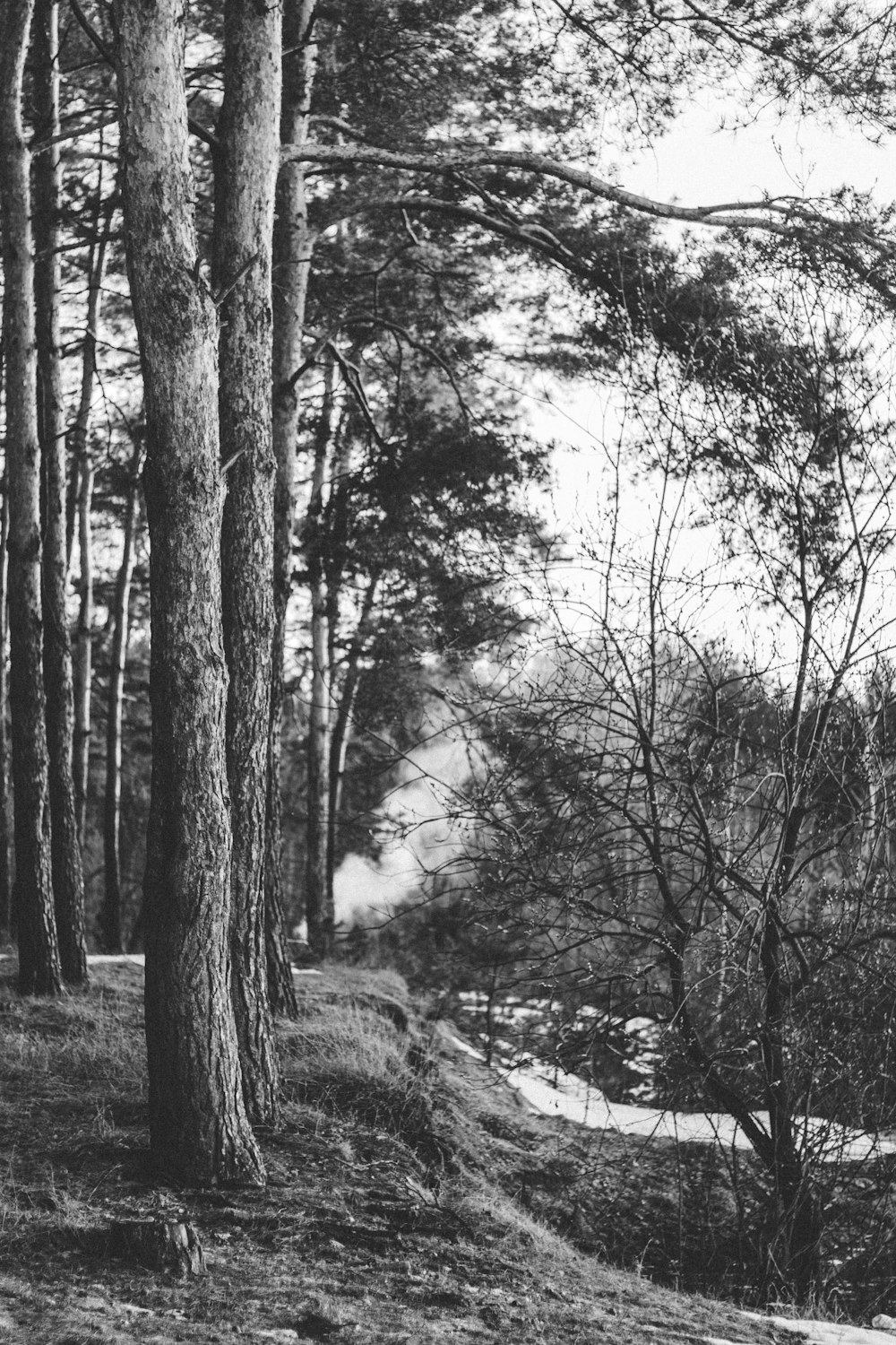 foto in scala di grigi della foresta