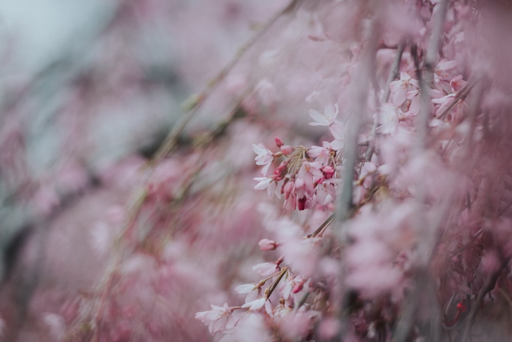 closeup photography of pink petaled flower